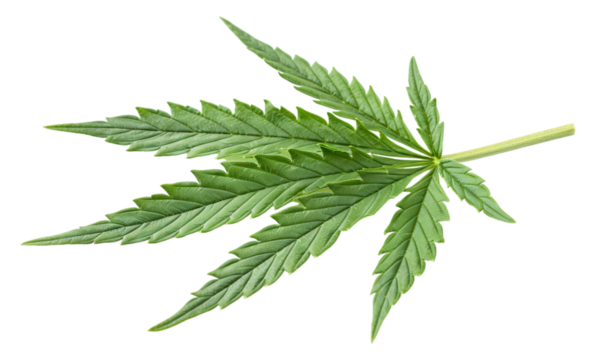 single marijuana leaf isolated on white background