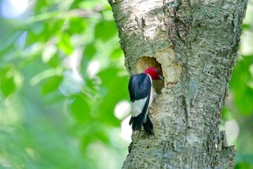 The red-headed woodpecker (Melanerpes erythrocephalus)  