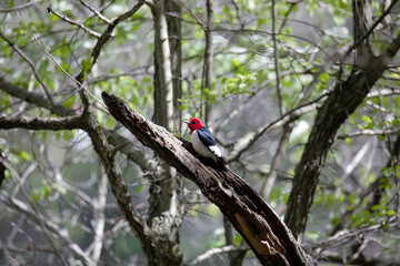 The red-headed woodpecker (Melanerpes erythrocephalus)  