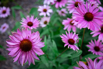 purple coneflower Echinacea purpurea amazing pink flower in summer garden, Garden-Inspired Wallpaper or Desktop Background