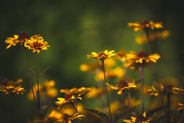 Obraz premium Summer garden flowers wallpaper Heliopsis helianthoides is a species of flowering plant in the family Asteraceae, known by the common names smooth oxeye and false sunflower Inspired Wallpaper