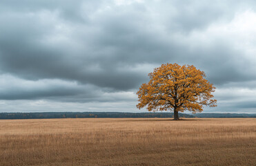 Fototapeta premium Cloudy autumn landscape with a lonely yellowed oak tree in a field. Perfect for seasonal, nature-themed designs and projects.