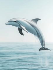 Dolphin breaching