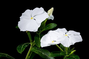 Blooming white Catharanthus on a black background