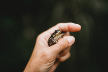 Close up of child hand holding small frog