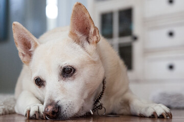 Close-up of a resting dog lying on the floor, looking thoughtful