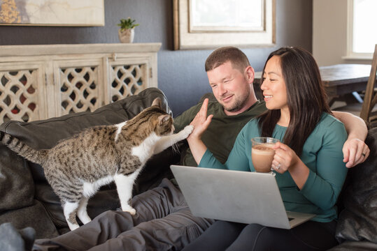 Cat giving woman a high five with laptop