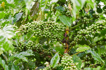 Robusta coffee plants in the Vietnamese highlands of Dak Lak