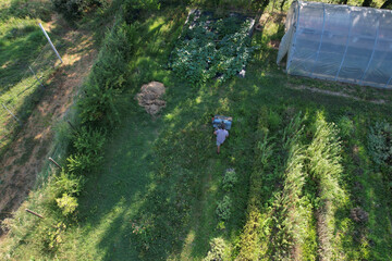 Gardener mowing grass in permaculture garden with greenhouse