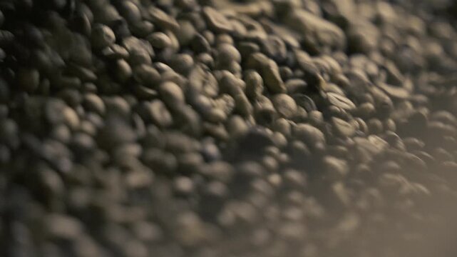 Robusta coffee beans sieved before roasting in factory