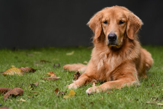 dog laying on grass with fallen leaves, dark background