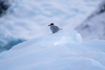 Antarctic tern sitting on the snow. Antarctica. South Pole