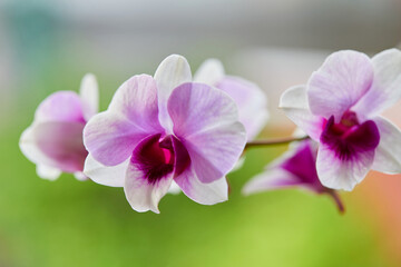 Obraz premium Close-up of purple orchid blooming in the garden