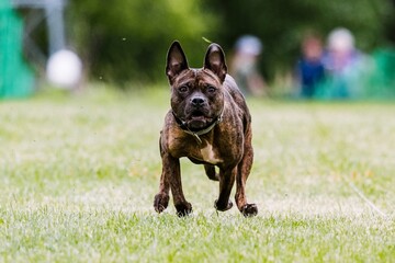 Pit Bull Mixed Breed Mutt running lure course dog sport