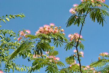 Pink mimosa blossoms with green leaves against a clear blue sky