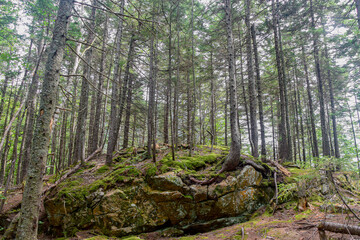 Dense forest with tall trees, moss-covered rocks, and lush greenery.