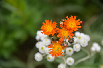 Closeup of vibrant orange and white wildflowers
