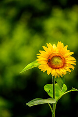 Close up of a single sunflower with a blurry background.