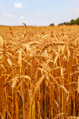 A field of ripe wheat before harvest