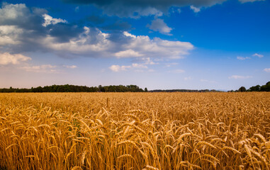 A field of ripe wheat before harvest