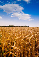 A field of ripe wheat before harvest