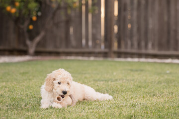 Young puppy biting a toy in the grass