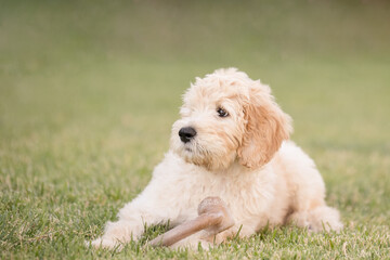Cream golden doodle laying in the grass