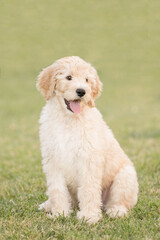 Young puppy golden doodle sitting and smiling