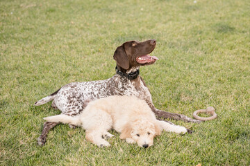 Two dogs laying together in the grass