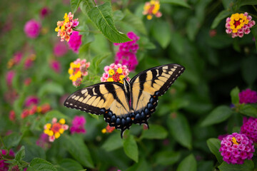 Butterfly in garden with vibrant flowers and lush green foliage
