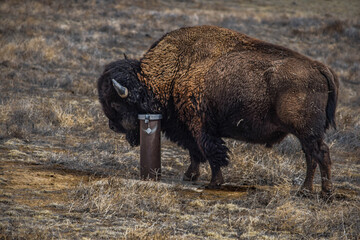 Fototapeta premium American Bison, Bison Bison Scratching Itself