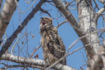 Great Horned Owl Bubo Vrginianus Fledging Yawning