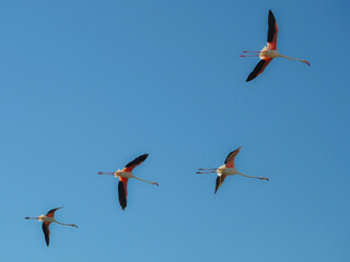 Group of flamingos flying in a clear blue sky on a sunny day
