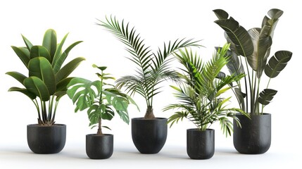 Fototapeta premium Indoor Plants Collection