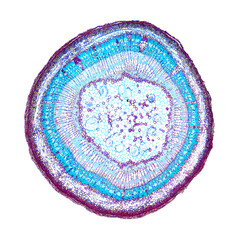 Tilia stem, cross section, 8X light micrograph. Stem of basswood, also known as linden, under the...