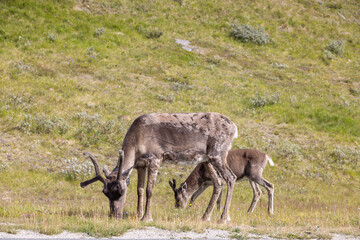 Reindeer in mountain