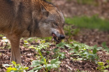 Wolf beim Fressen