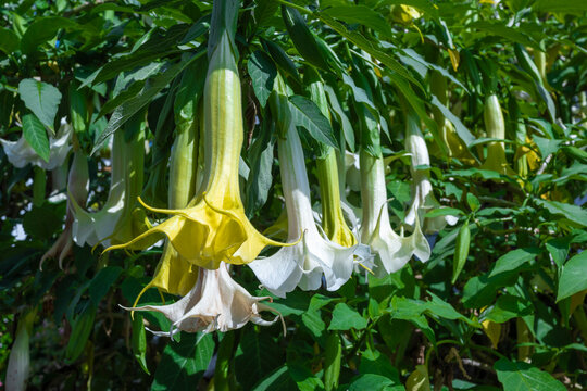 Hermosas flores trompetero, Brugmasia arborea, durante el mes de junio en el norte de Espa&ntilde;a