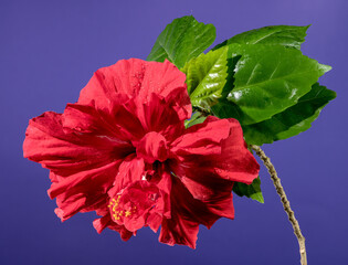 Double red hibiscus on a purple background