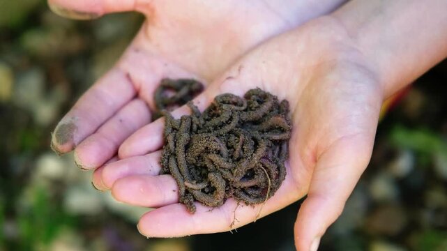 Earthworms are remarkable creatures. They are useful for improving soil quality and serve as excellent bait for fishing. In the hands of man, earthworms.
