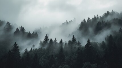 Foggy Forest