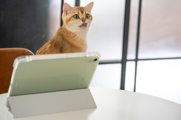 pet acivity concept with british cat stand and relax see laptop in living room