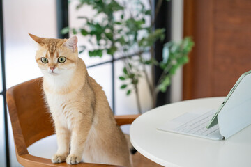 pet acivity concept with british cat stand and relax see laptop in living room