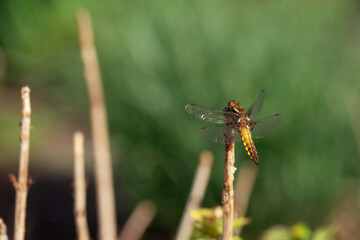 Duża ważka na łące. 