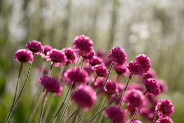 Piękne kwiaty na łące.