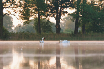 Łabędzie w stawie o świcie.  © Elżbieta Kaps
