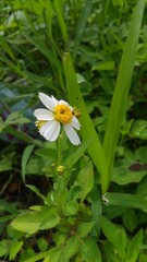 white flower in the garden