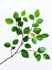 Obraz premium Green leaf branch on white