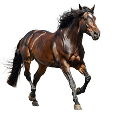 Obraz premium A horse isolated on a transparent background for web, banner, wallpaper