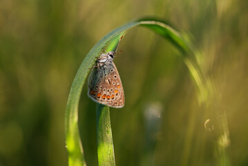 Piękny motyl na łące o świcie.  © Elżbieta Kaps